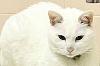 まるで発酵したみたい…！？白猫さんの真四角すぎる姿にホッコリ