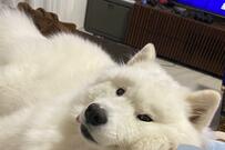 大型犬と赤ちゃんの仲良しショット　「私が産みました」感がすごいと話題