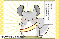 チンチラの「あみだ」はべた慣れチンチラ？不思議なサービスもスタート【チンチライフ132話】
