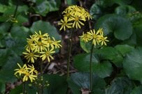 日陰の玄関を彩る《寒さに強い多年草3選》プランターで育てるのもオススメ