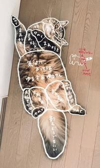 Xで話題の「おさわりマップ」猫さんの愛らしい生態に癒される！