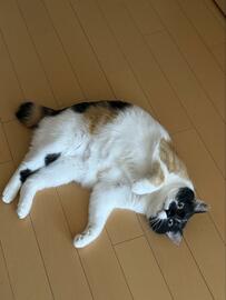 夏毛なの…？暑くてもマシュマロボディな猫ちゃんが可愛すぎていいねがいっぱい！