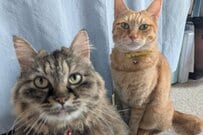 仲の良い「親子猫」に異変？　ぱっちりお目目「子供猫の表情の変化」に思わず二度見