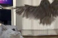 【フクロウの突撃】兄猫が好きすぎて何度もアタック→タジタジな結果に思わず笑ってしまう「こりゃ落ち着けないや」