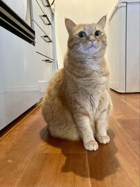 『明らかに何か隠してる顔』の猫に爆笑の声が続出「完全に目が泳いでいるww」