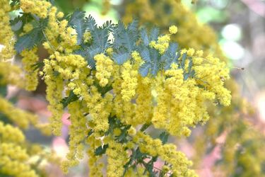 狭い庭で《憧れのミモザ》を育てたい！ミモザの定番4種＆鉢植えで 