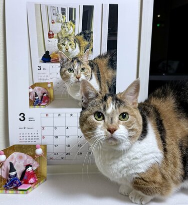 猫が邪魔で何も見えないカレンダー