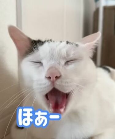 参考画像　チロちゃん専用 参考画像 チロちゃん専用