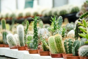 観葉植物】トゲトゲやふわふわなど〈魅惑の多肉植物7選〉お気に入りの1