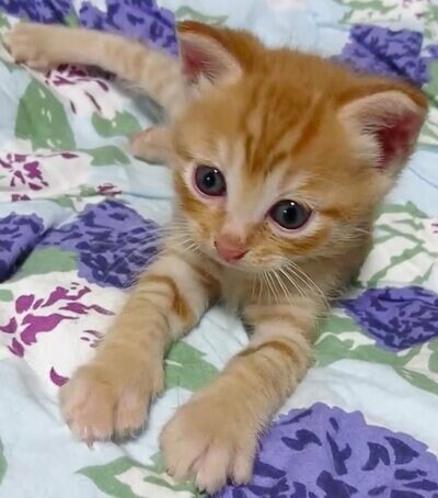 可愛らしい子猫のぷりんちゃん