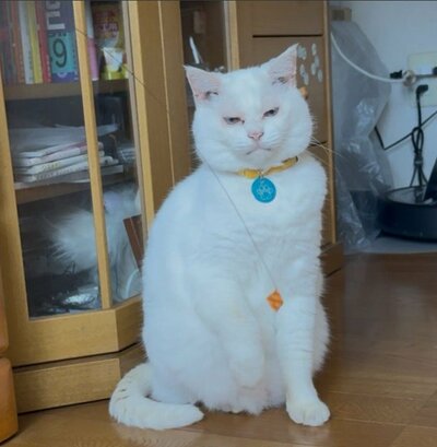 ぷるちゃんが渋いお顔をしています