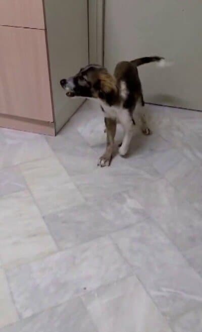 保護施設の中で過ごす子犬の現在の様子