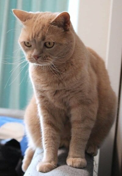 渋さと貫禄あふれる男前な猫