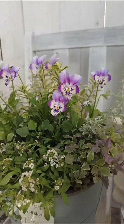 写真 | 【園芸のプロ解説】初心者でも簡単《ビオラの寄せ植え》が