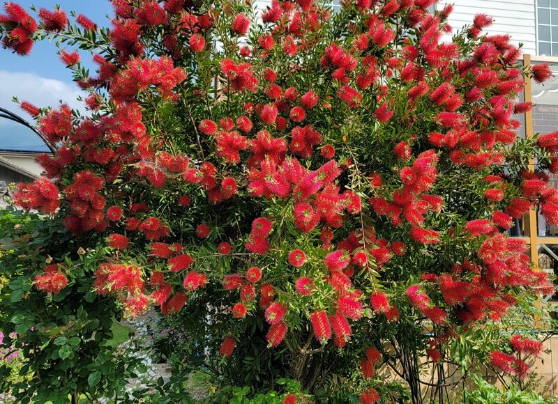 わが家の庭に植えてよかったオージープランツの〈常緑シンボルツリー〉初夏にたくさんの赤い花が咲く！大きくなりすぎずちょうどいい！
