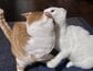 「我が子を喰らうサトゥルヌス」と題された、顔にかみつく猫とかみつかれる猫の一枚
