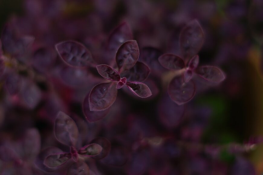 Vinay Kant C S/shutterstock.com