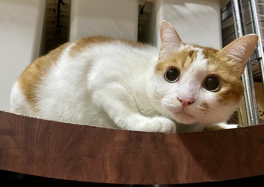 出所：@luna7taka9