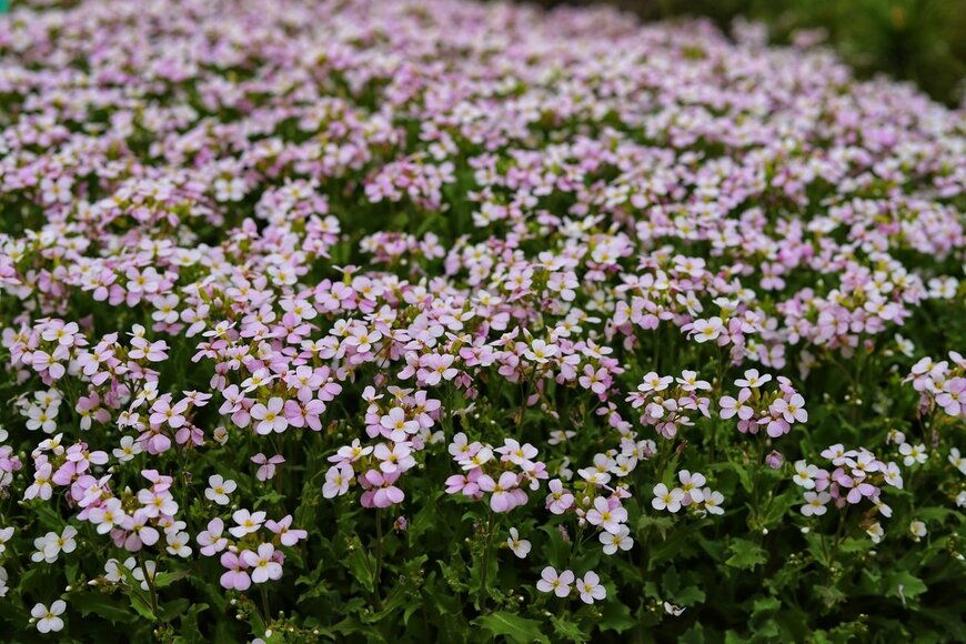 【ガーデニング】寄せ植えに立体感が欲しいなら「ランナーを伸ばす植物」おすすめ3選