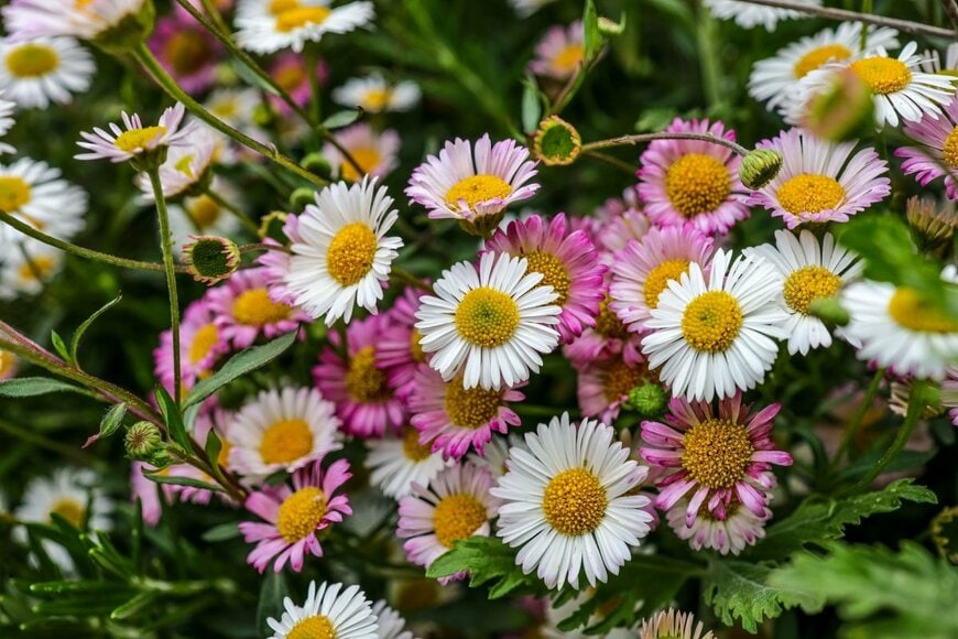 Brookgardener/shutterstock.com