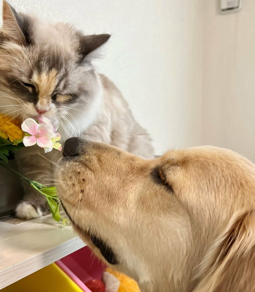 出所：@pu_channeldesu