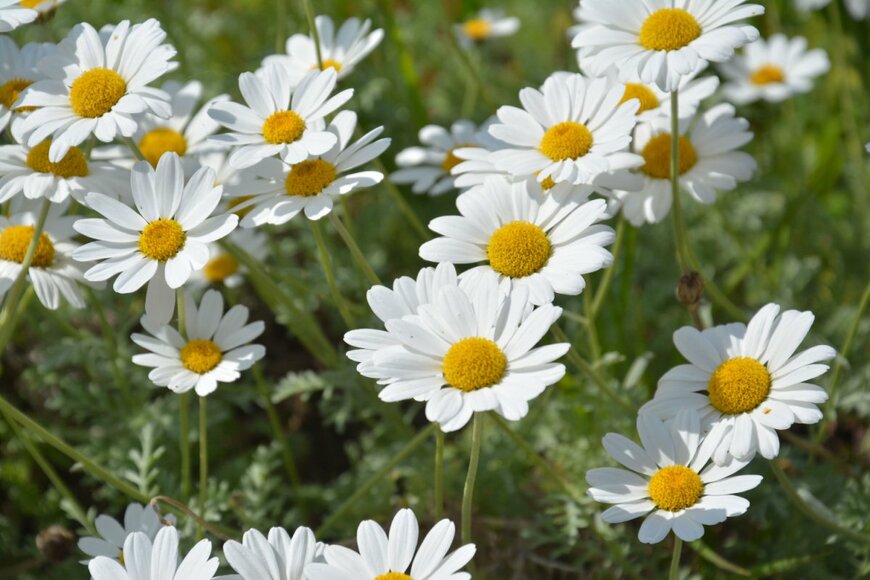 N.Stertz/shutterstock.com