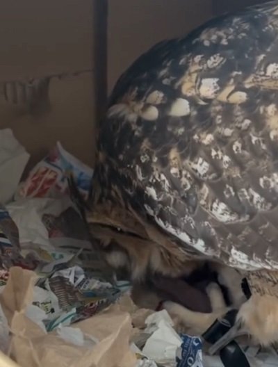 出所：@miracle_meg