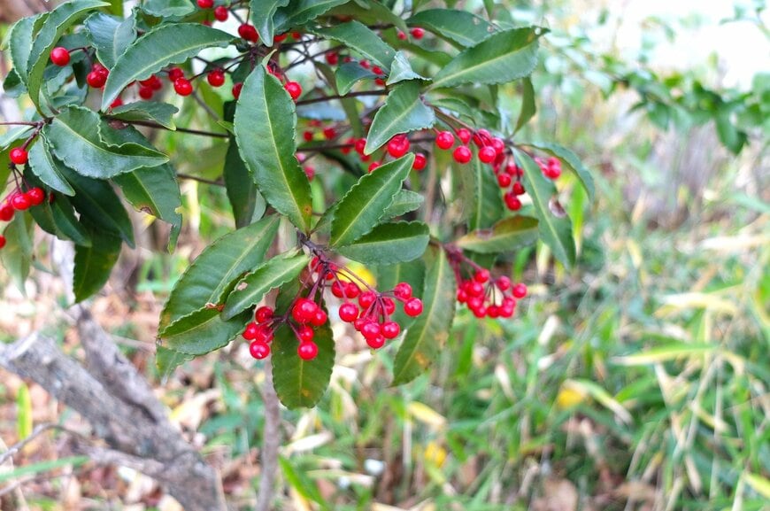 LIMOガーデニング部撮影