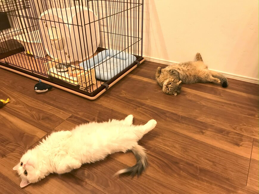 出所：@ponpokopontanu