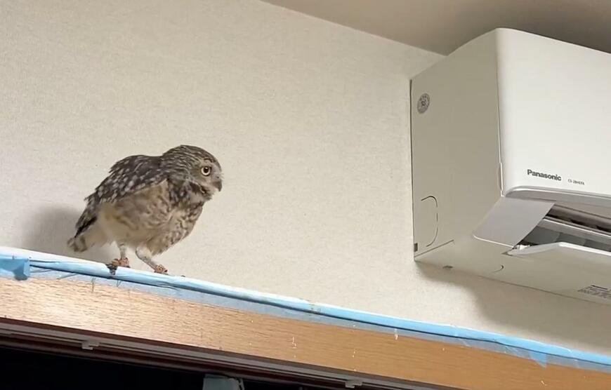 出所：@chimaki_anahori