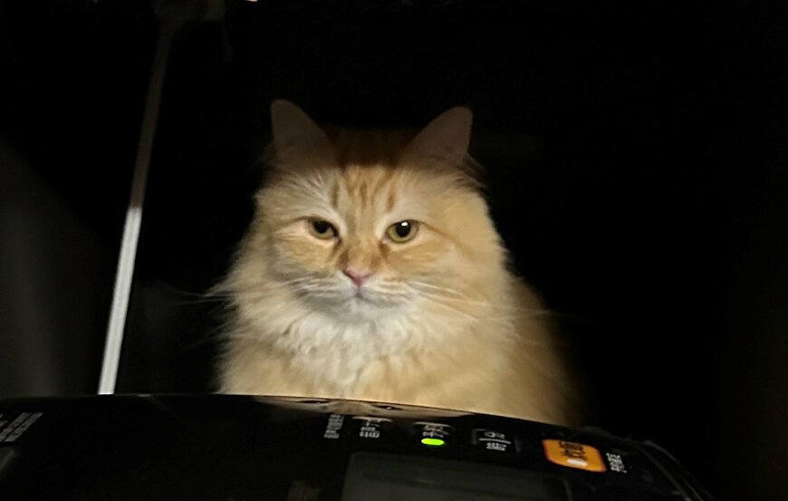 出所：@NEKOLAND13