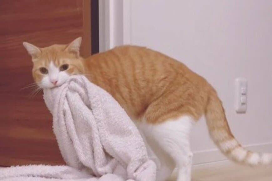 【予想の斜め上を行く猫】 大好きな毛布で猫を釣ろうとしたら→「まさかの展開」に思わず笑ってしまう