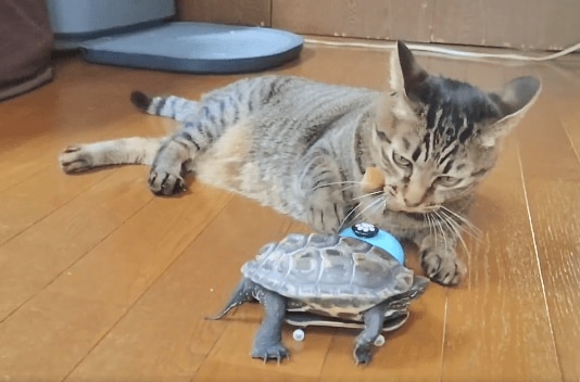 猫が亀に教えるベルの鳴らし方 「こうやんねんで、やってみ？」種族を超えた友情に大反響！