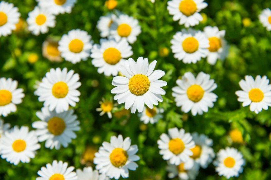 kazzpix/shutterstock.com