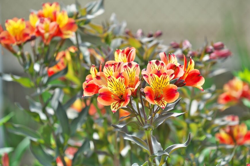 igaguri_1/istockphoto.com