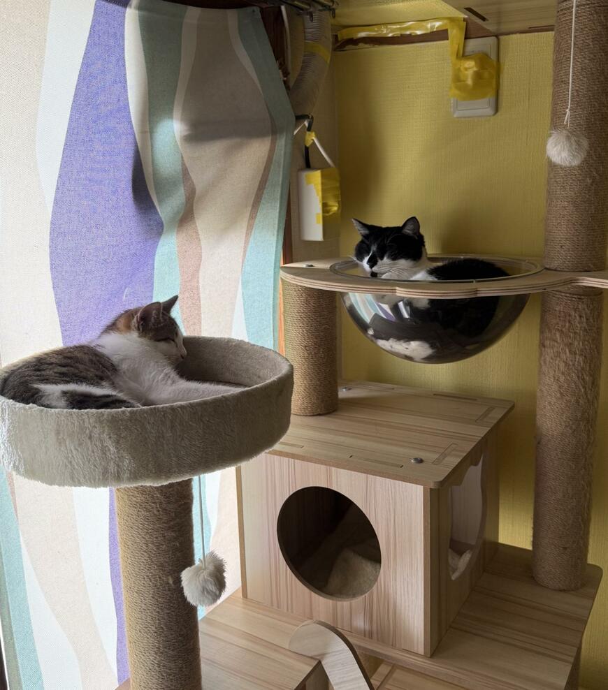 出所：@00shitemita