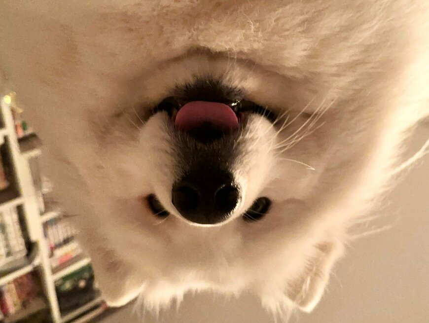 出所：@samoedsoran