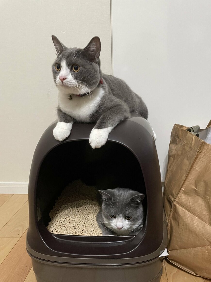 出所：@neko_wagaya