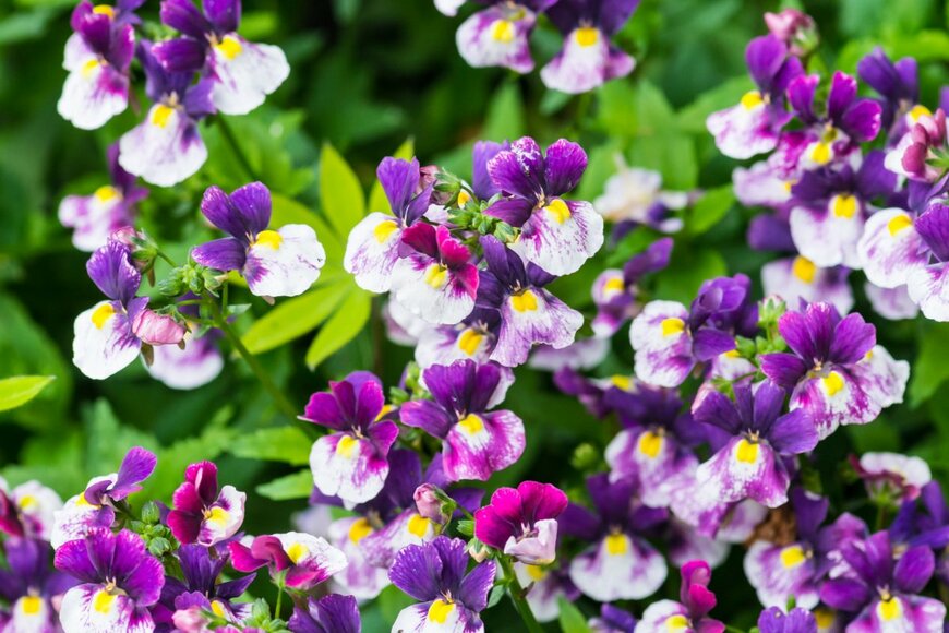 Ian Grainger/shutterstock.com