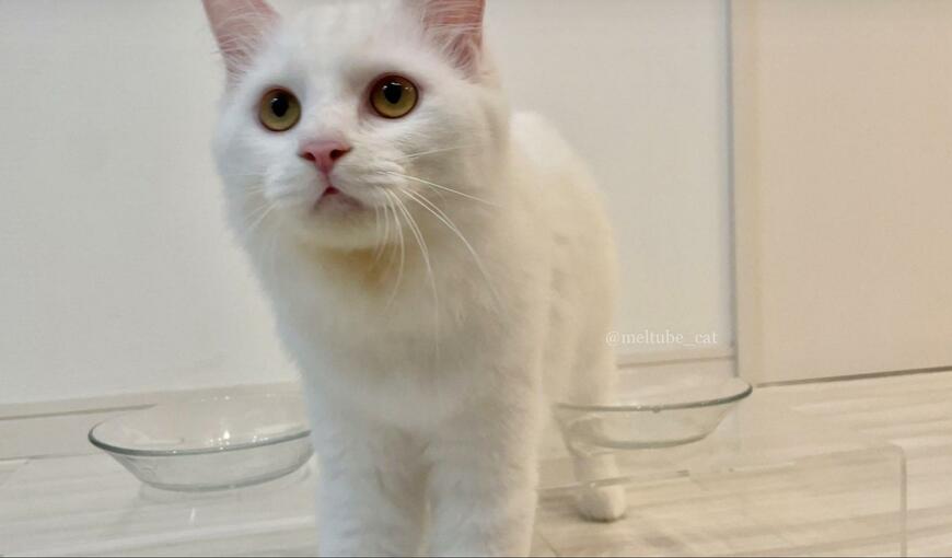 出所：@meltube_cat