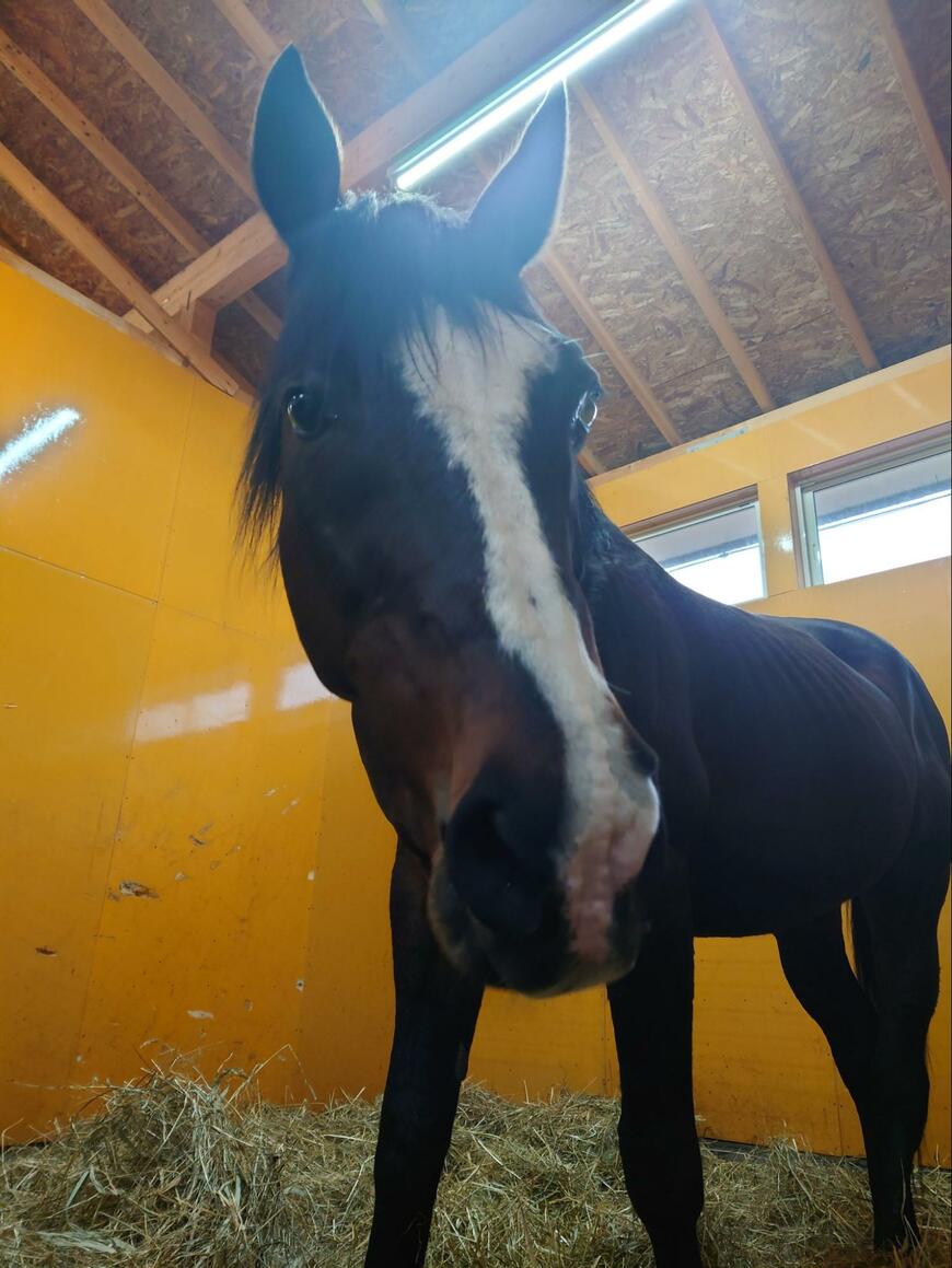 出所：Yogiboヴェルサイユリゾートファーム