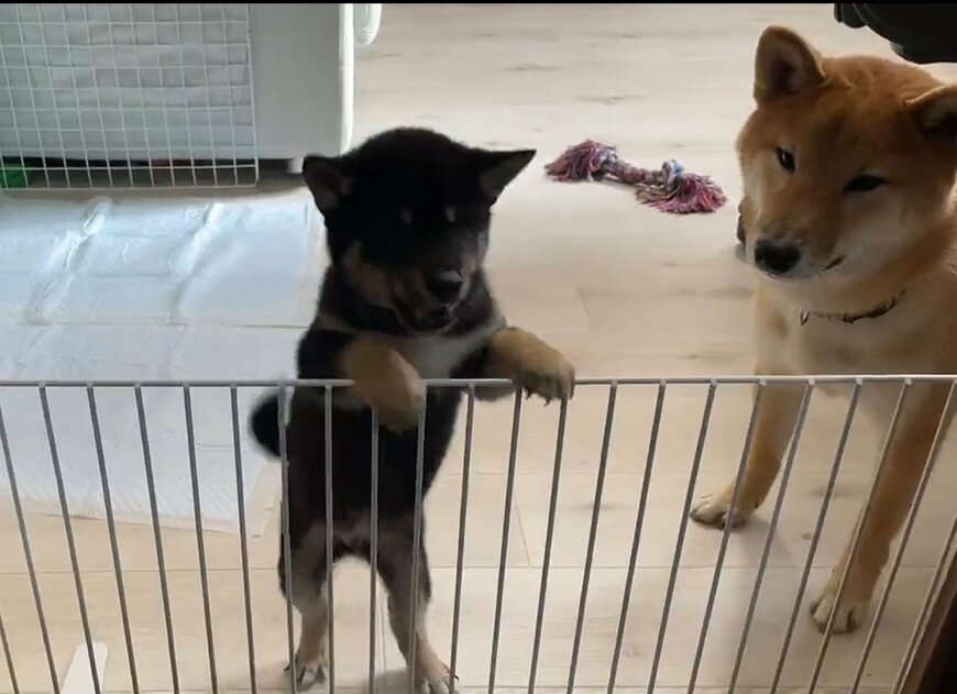 全身で「ハッピー感」を表現する柴犬くんと見守るお兄ちゃん。「可愛くてずっと見てられる」と癒される人が続出