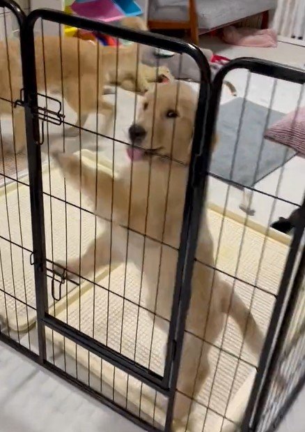 出所：@pu_channeldesu