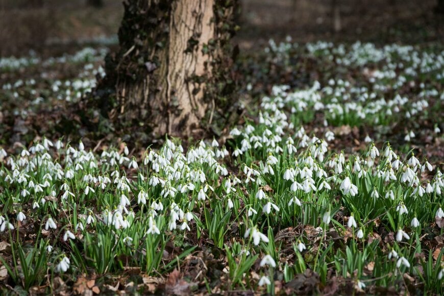 Klagyivik Viktor/shutterstock.com