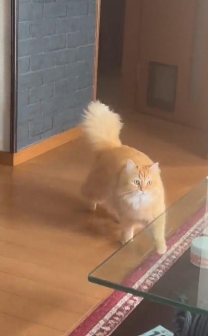 出所：@NEKOLAND13