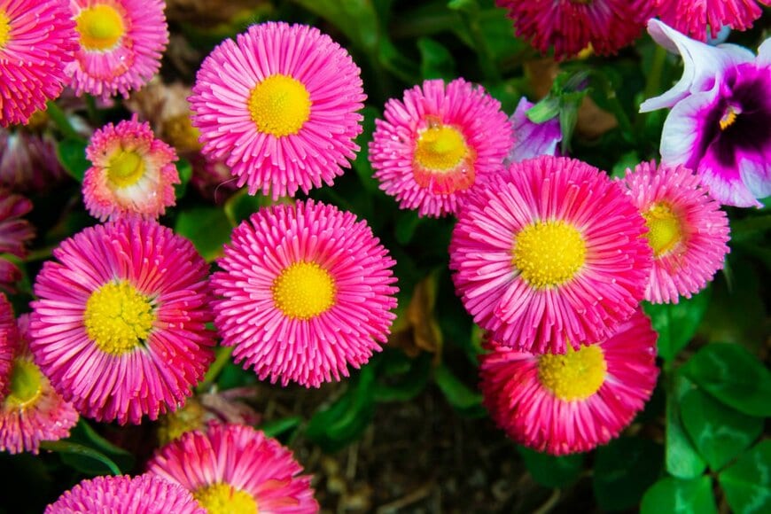 CHALHEAMRACH KHAMTHA/shutterstock.com