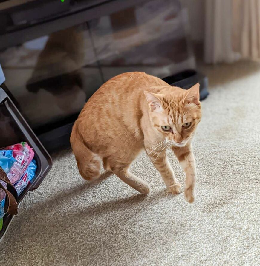 【やんのか？】迫力満点のポーズを取る猫ちゃんにドキッ！普段とのギャップに驚き