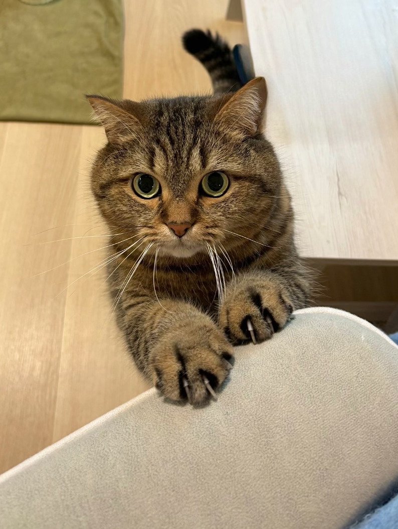 出所：@donguri_manchi