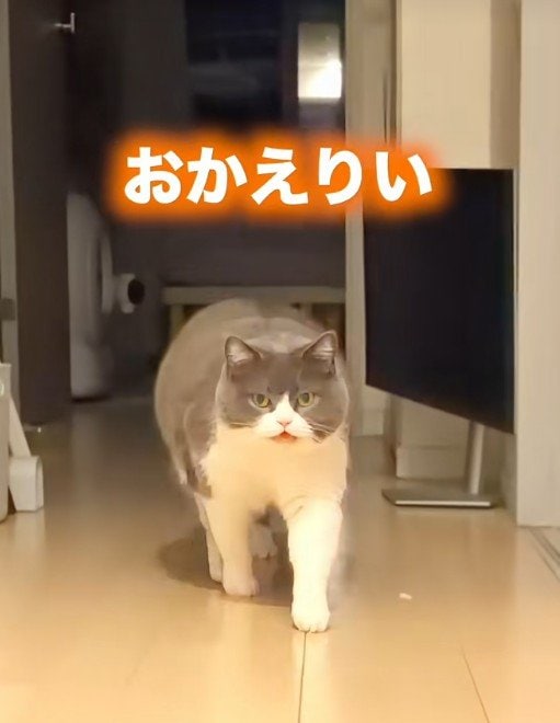 飼い主さん「すげーカモフラージュ」新居にお引越ししたお出迎え猫→思わぬところからのお出迎えに笑ってしまう