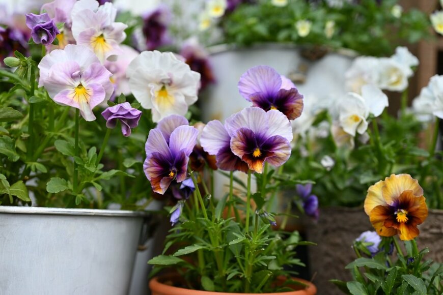 Mami Nozaki/shutterstock.com